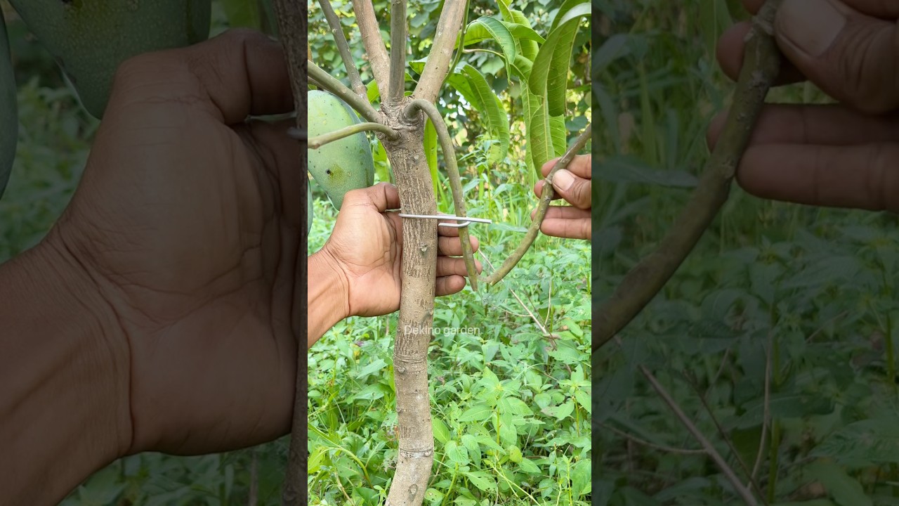 easy way to propagate mango plants🥭 #short #gardening #plants