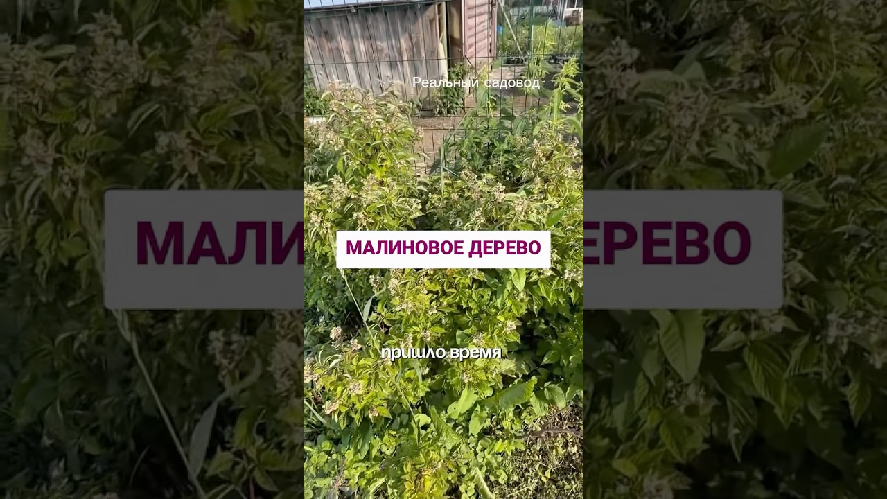 Что такое малиновое дерево 👆