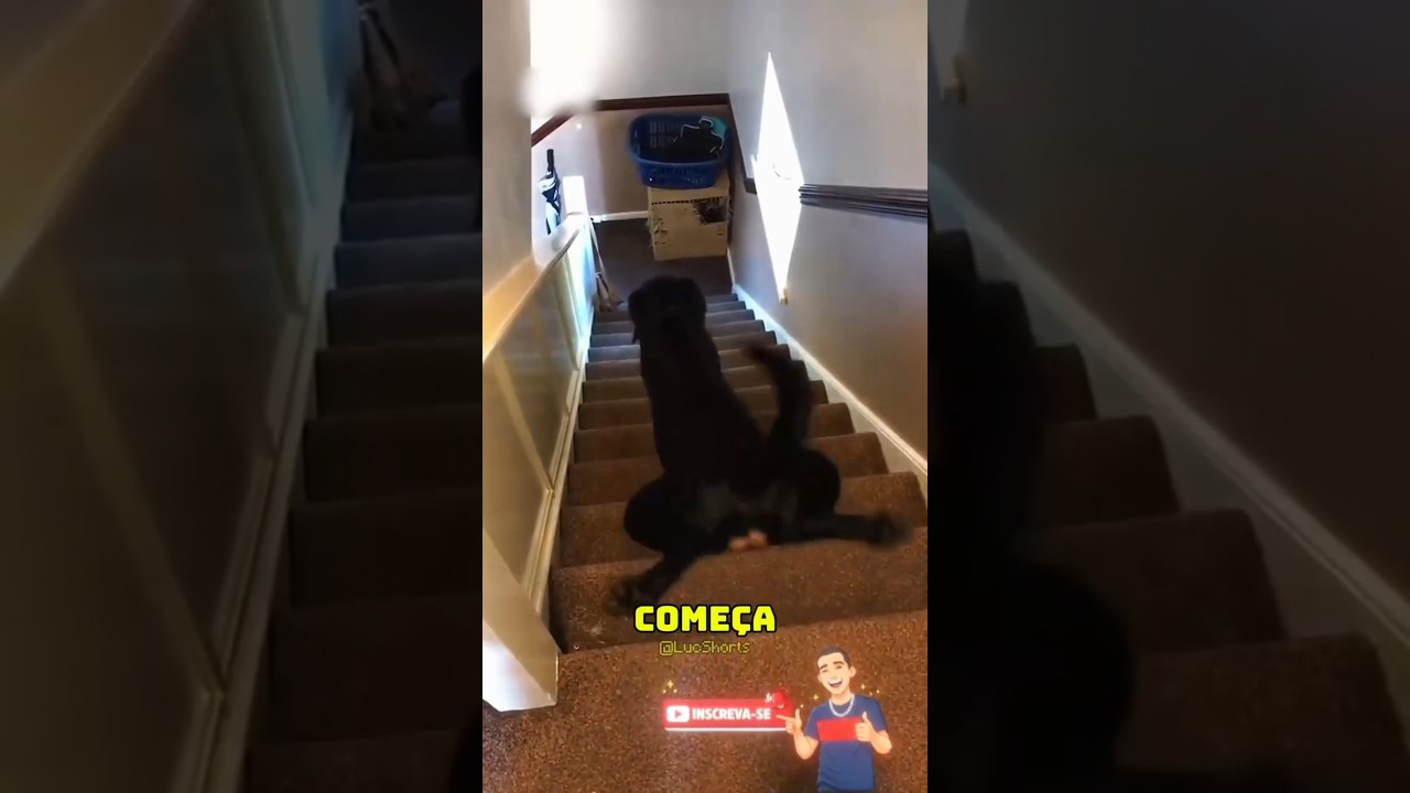O Cachorro Não Viu O Perigo