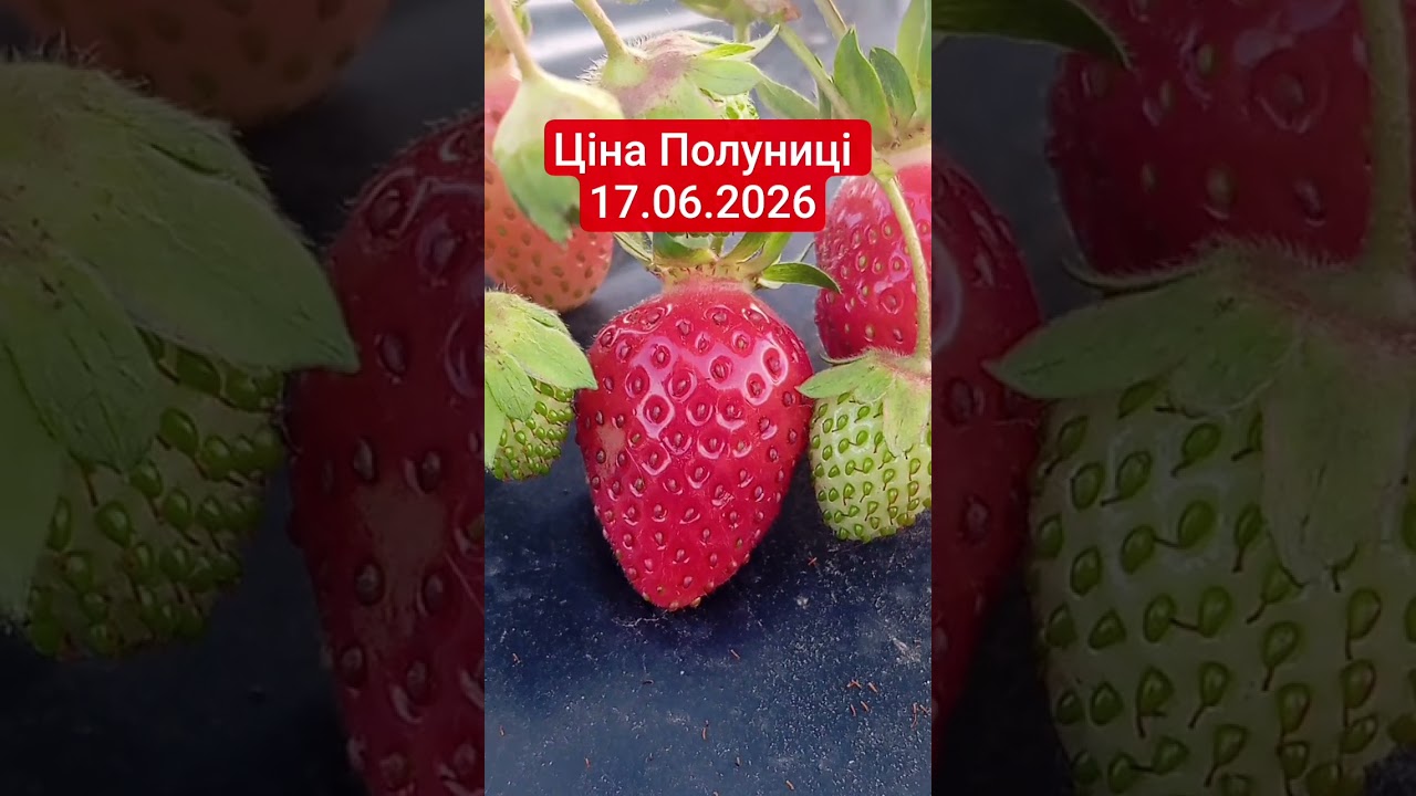 Ціна полуниці 17.06.2026 #полуниця #ціна #ягоди #2026  #садівництво #garden #raspberry #рек