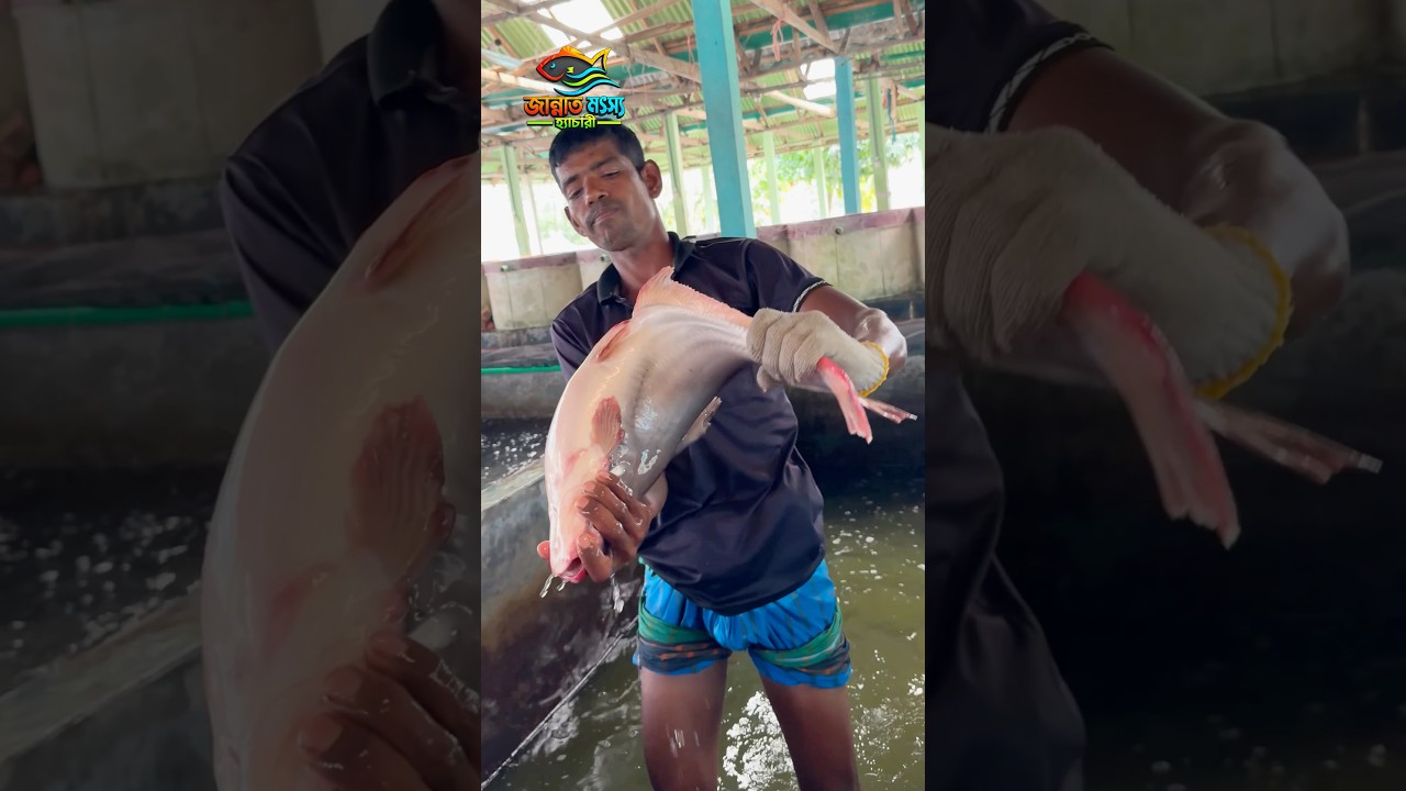 বোয়ালী জাতের | সাদা থাই পাঙ্গাস মাছের পোনা #fishing #reelsfbシ #fishfarm #plzshare