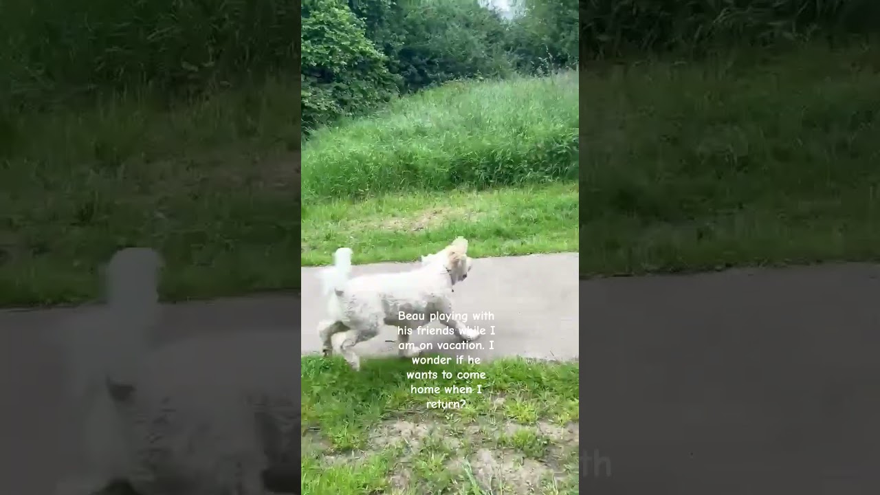 Beau playing with friends while I am on vacation. Will he want to come home this weekend?