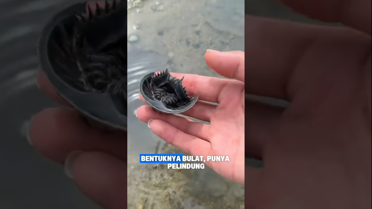 Berburu Kuliner Pantai: Scallop Bintang Lima vs Cacing Rasa Kue Beras #shorts