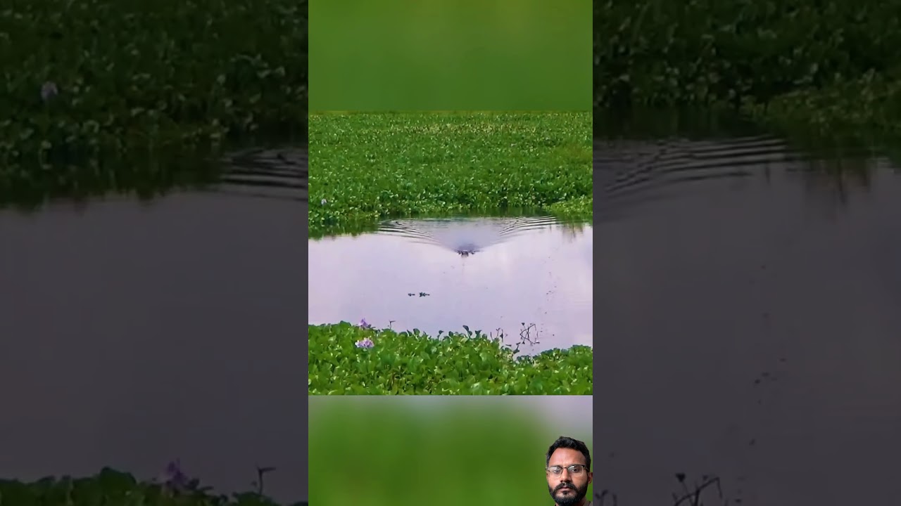 #fish #carpfishing #fishing #catfish #nature #villagepond