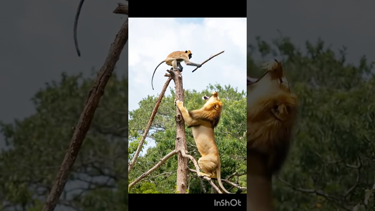 🐒 Monkey vs Lion! The Funniest Jungle Showdown Ever 😂🦁#usa #yourtopic