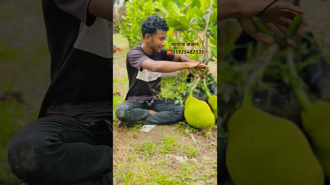 ভিয়েতনাম বারোমাসি পিংক কাঠাল #fruit #agriparadise #agriparadise #farming #dreamagro #agriculture