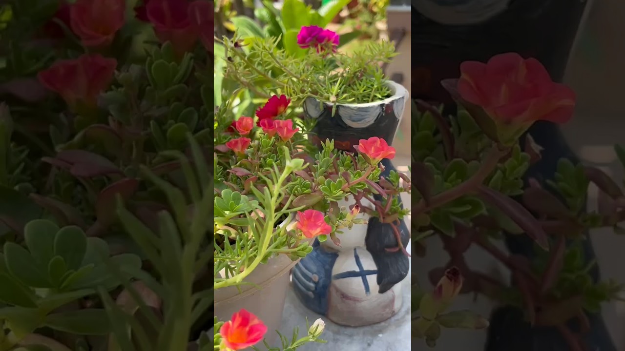 portulaca plant flowers#purslane#mossrose#vinca#gardening