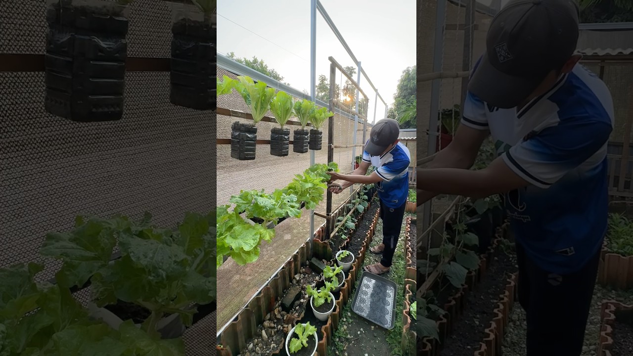 Turning Old Jerry Cans Into a Productive Vegetable Garden #backyardgardening #gardening