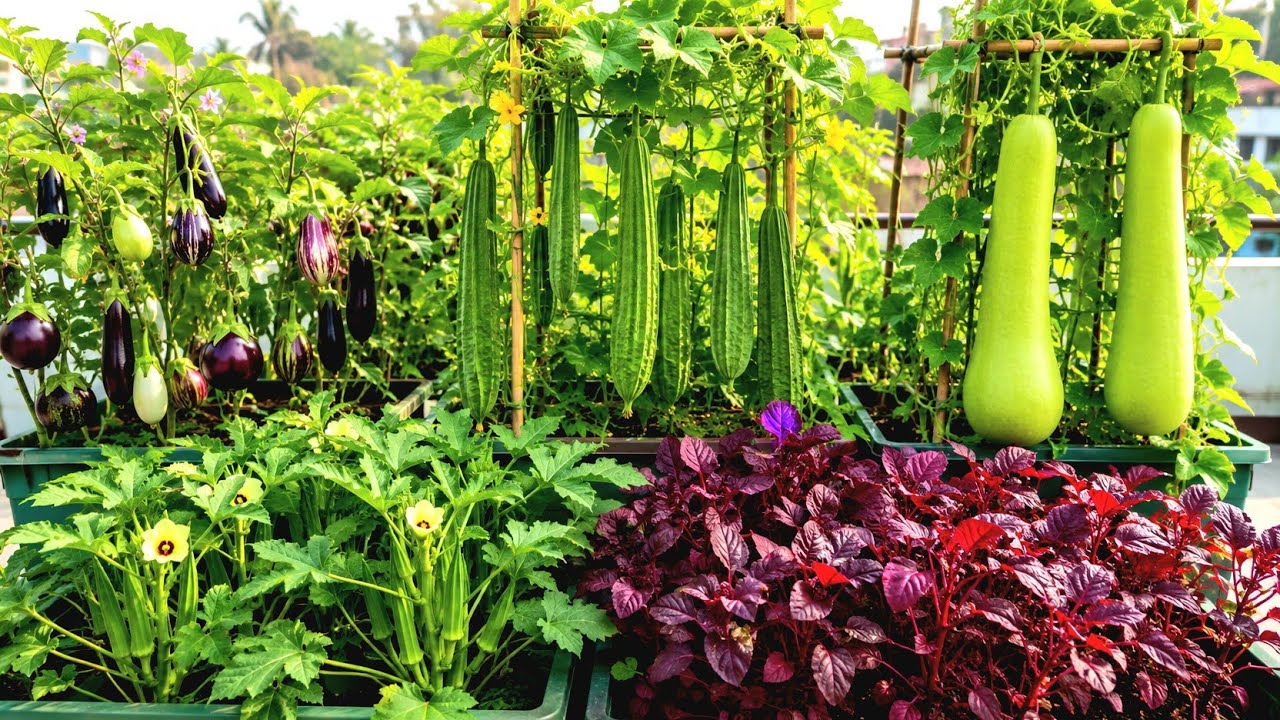 நம்ம மாடித்தோட்டத்தில் அடேங்கப்பா அறுவடை | | Harvest in our Terrace Garden | | Trending | Gardening