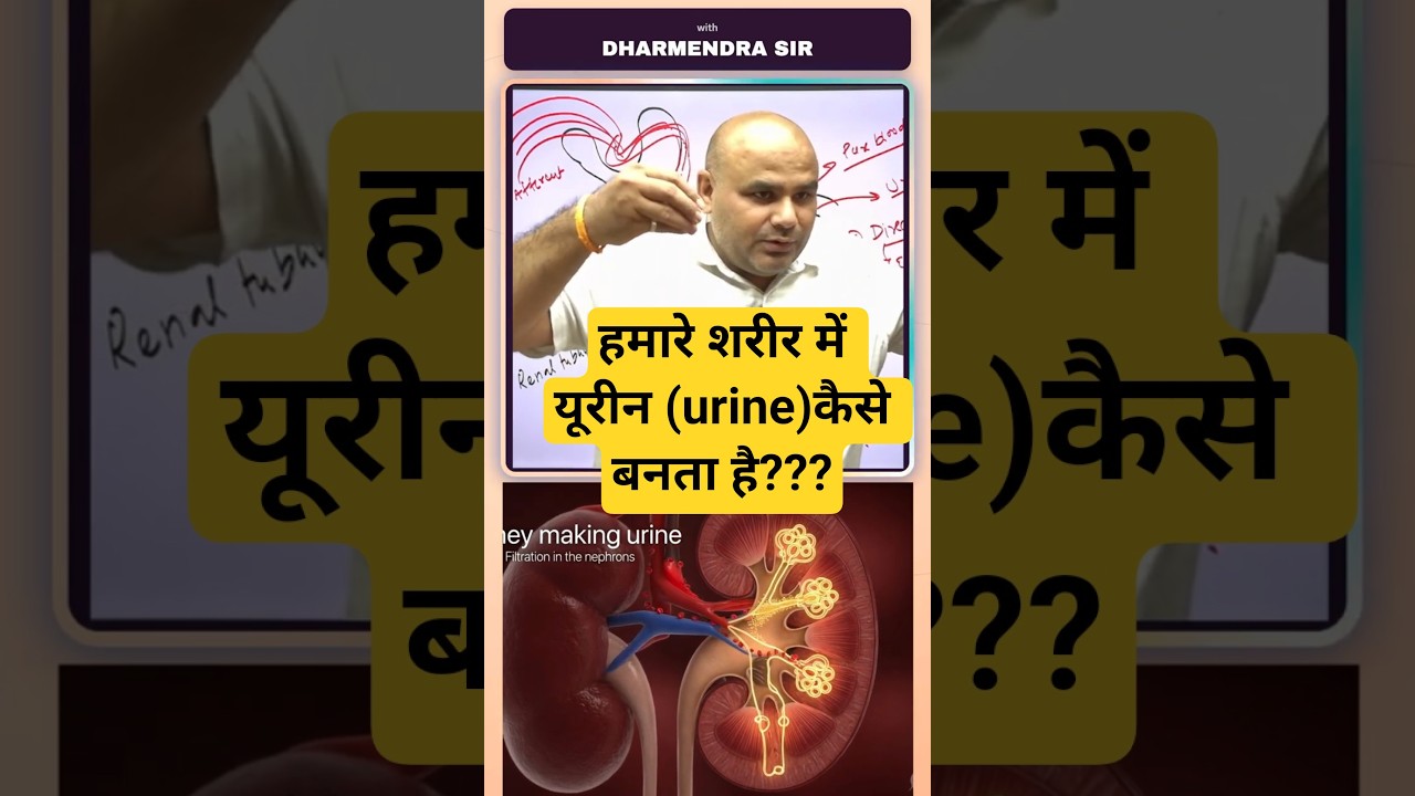 Urine Formation #dharmendrasir #gyrussulcus #science  #education #health #kidney