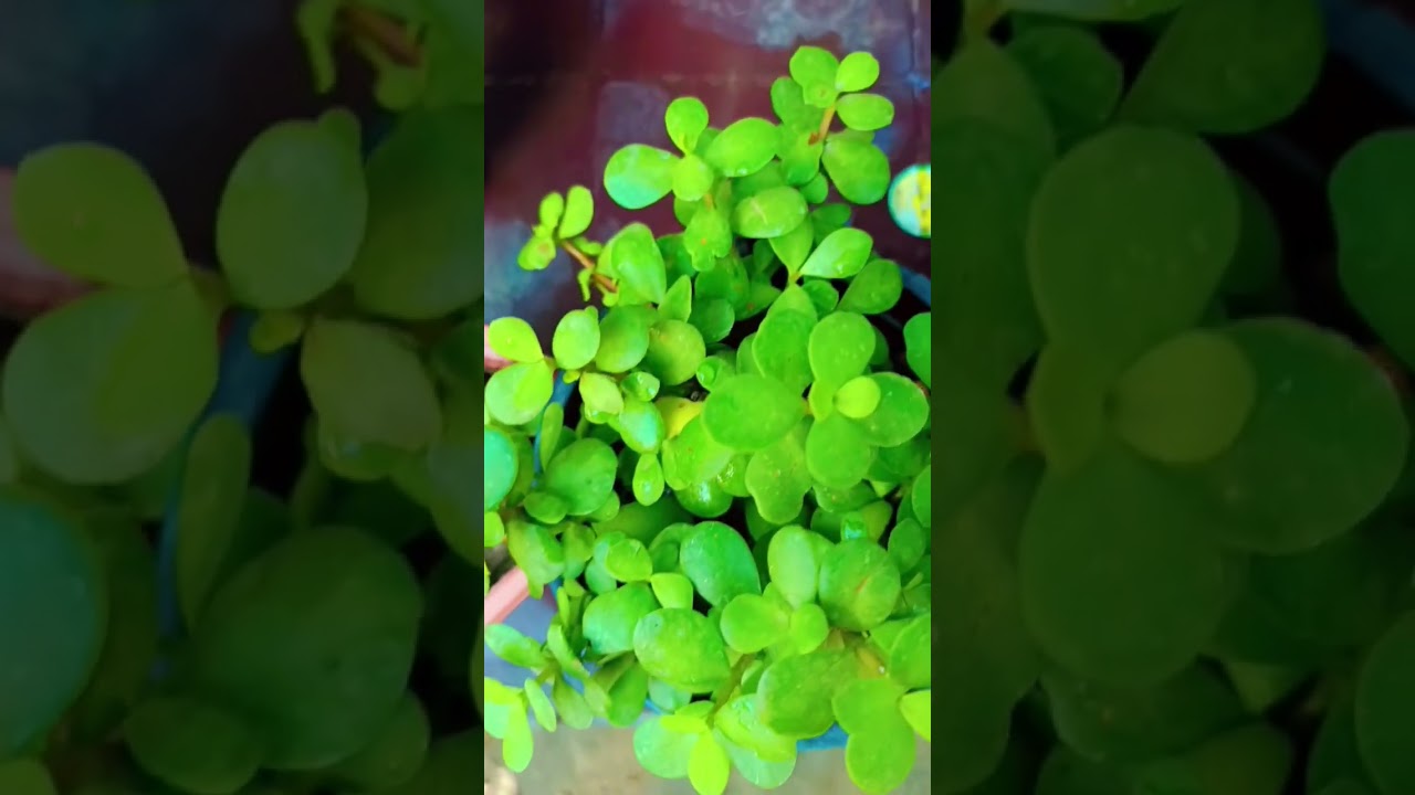 Jade plant #garden #indoorplants #plants #gardening #shortsviral #trending #ytshorts