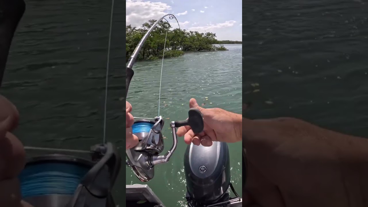 Day 1 Trying to catch a barramundi only using live bait #fishing #livebait_fishing #barramundi