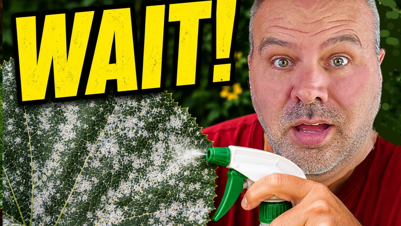 Don't Spray Powdery Mildew Until You Watch This
