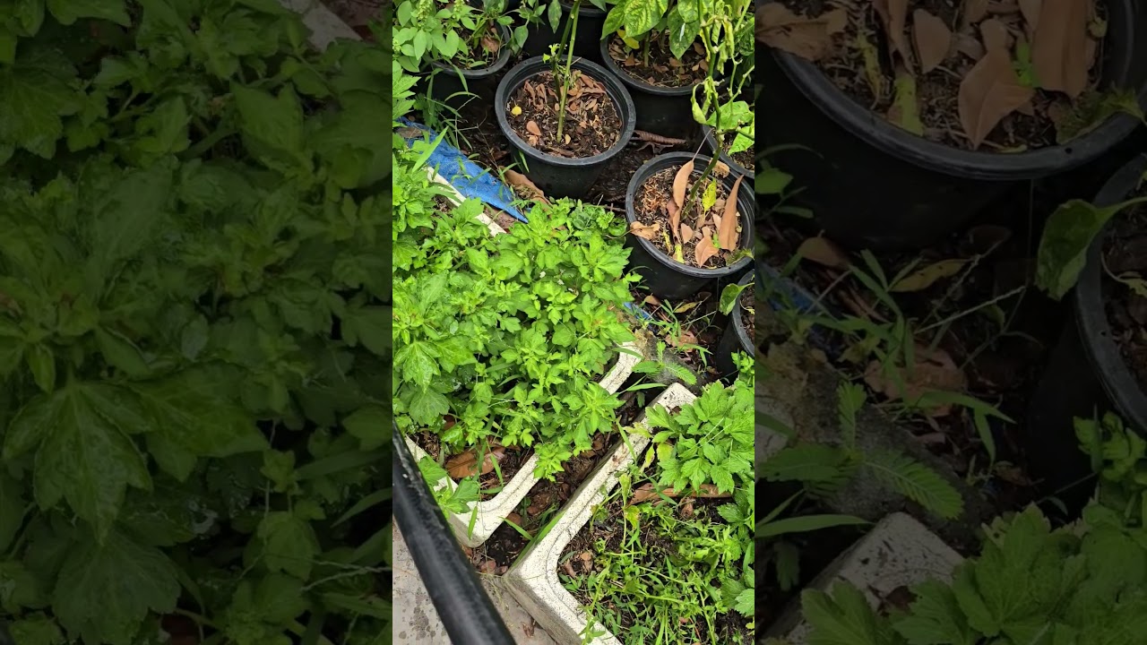 จิงจูฉ่าย วิธีปลูกและการดูแล #jidapagarden #garden #ปลูกผักกินเองในกระถาง