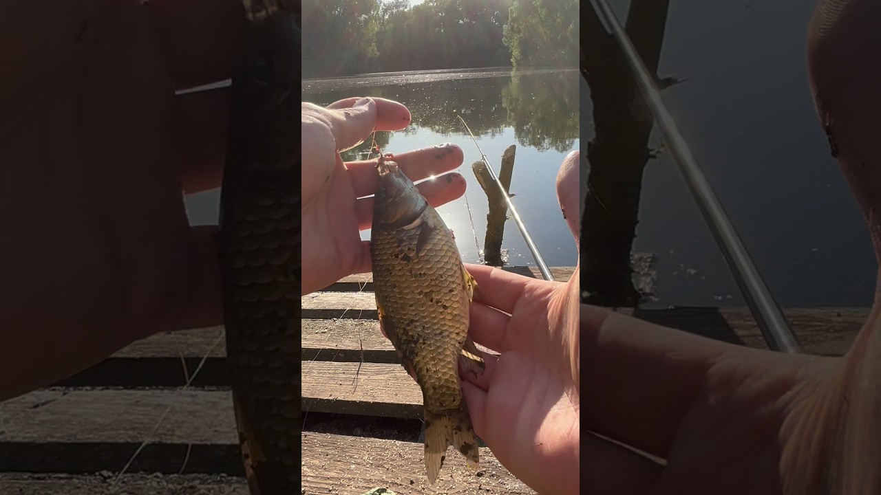 Вечерняя рыбалка весной #рыбалка #рыба #вечер #nature #природа #fishing #карась #весна