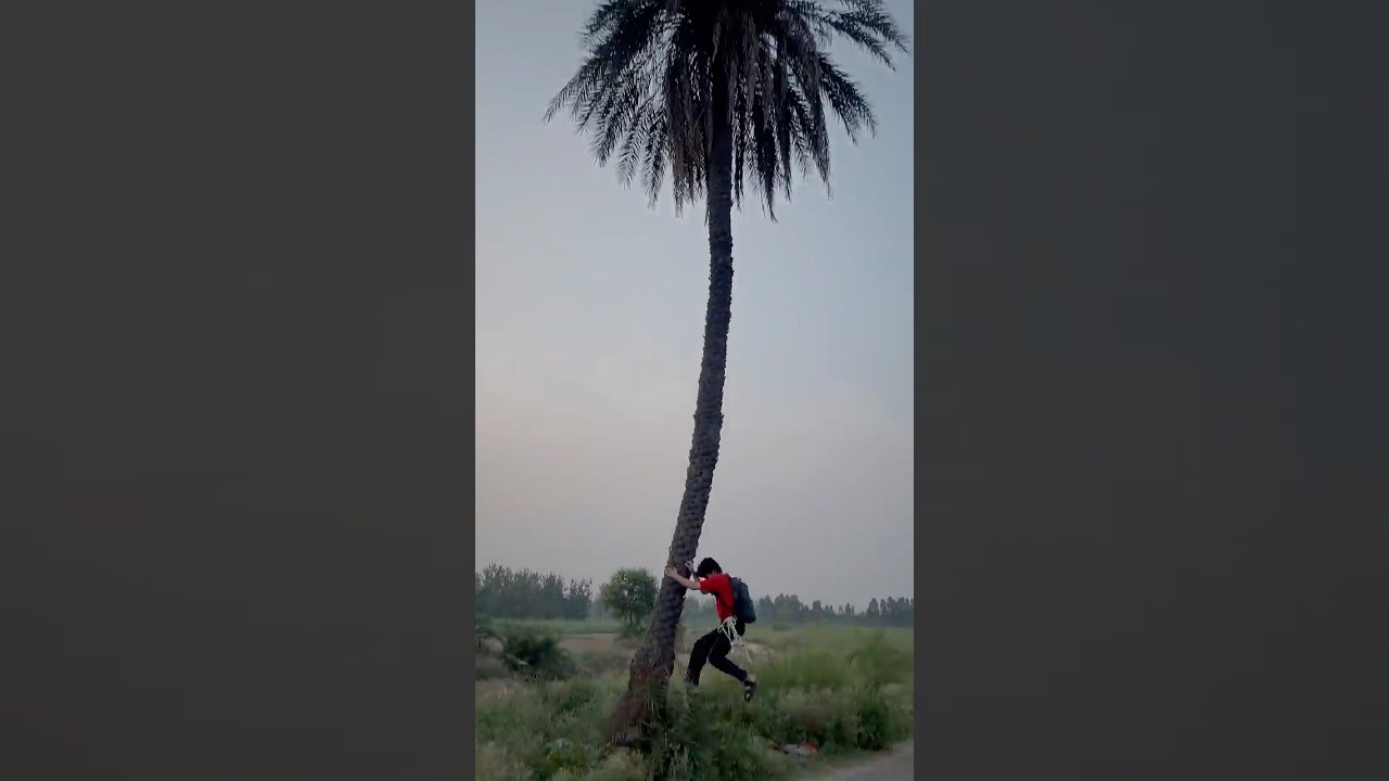 Measuring a Tree Without Climbing It! 🌳🤯
