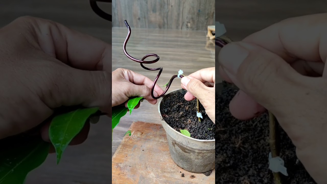Trying to Learn to bend safely Ficus material‼️ #asmr #bonsai #bonsaitree #garden #gardening #nature