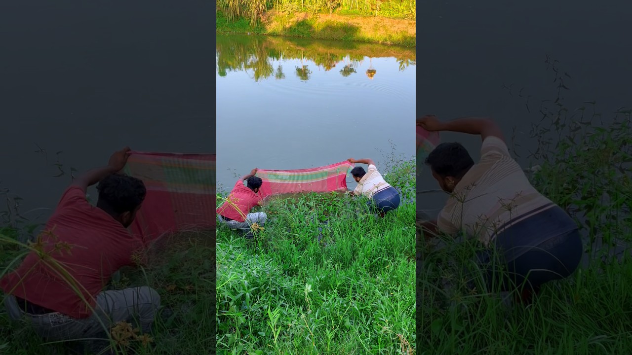 গামছা দিয়ে রঙীন মাছ ধরতে গিয়ে কি মাছ পেলো🐟😲(1426) village fishing techniques #fishingtechniques