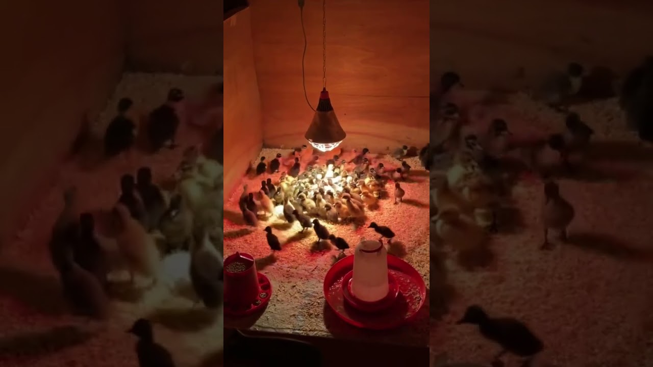 POV Inside Look: Why These Ducklings Are All Gathering at the Light