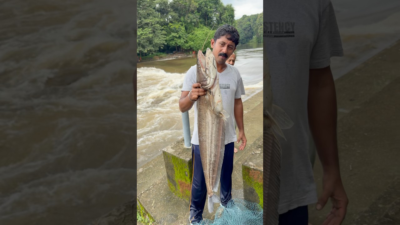 നല്ല വെളഞ്ഞ വാള എന്ന് നാട്ടിൽ പറയും!എന്ത് വില വരും! Mansoon fishing video #shorts