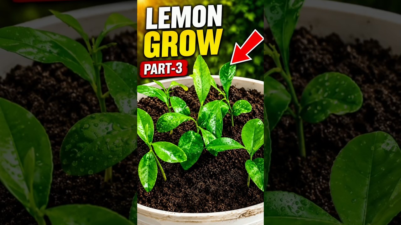 Lemon Propagation Part-3 #shorts #garden #lemon