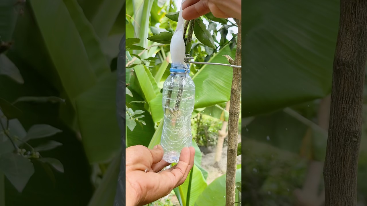 An easy way to propagate citrus plants using water🍊#gardening #plants #shorts