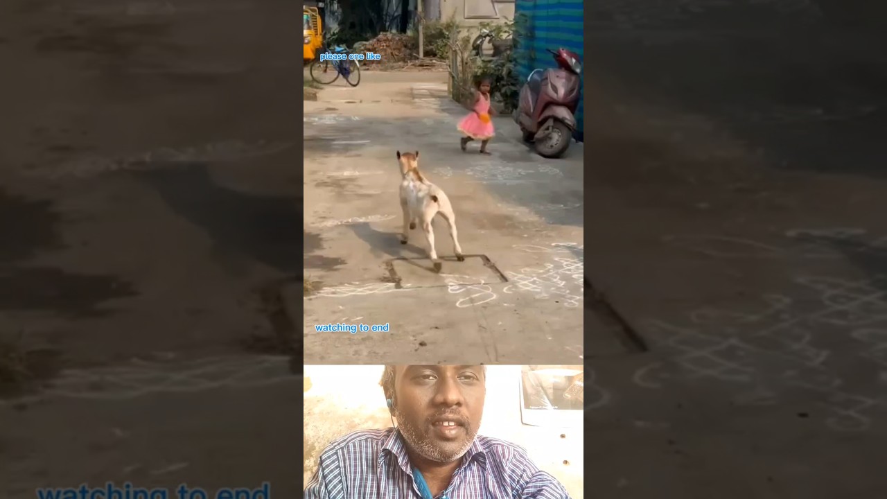 kannukutikum ponnum quite ha irukaga #CuteCalf #AnimalLove #Cow #Calf #Heartwarming #VillageLife