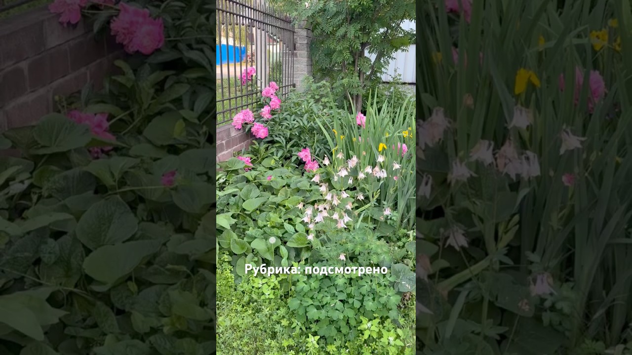 Spotted: My parents Garden in Siberia | Родительский Сад в Сибири ( Новокузнецк) в середине июня.