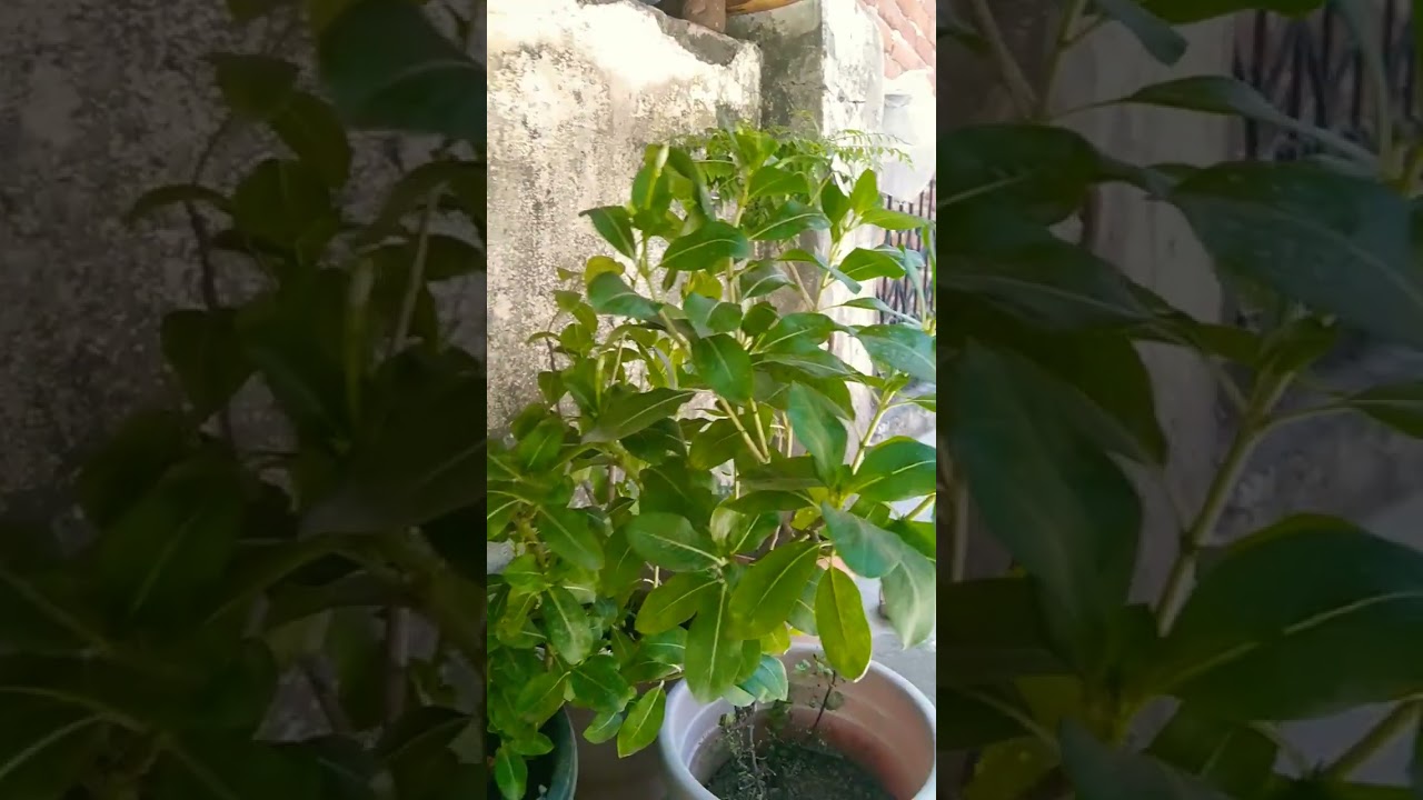 plant video #plantoria#viral