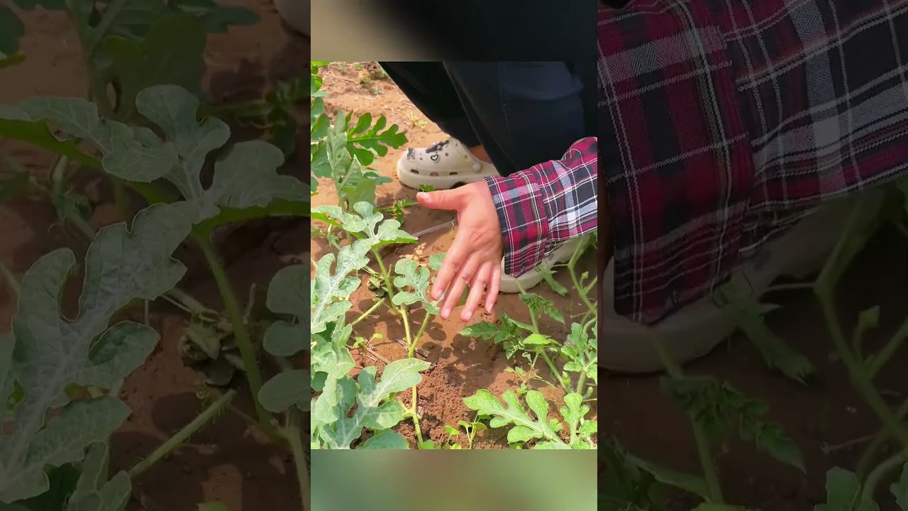 How to prune watermelons for bigger fruit 🍉 #gardening #plants #shorts