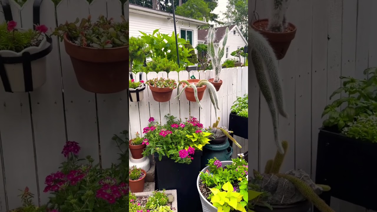 Moved Cacti Outside for Summer #relax #garden #gardening #summer #plants #cactus #michigan #nature
