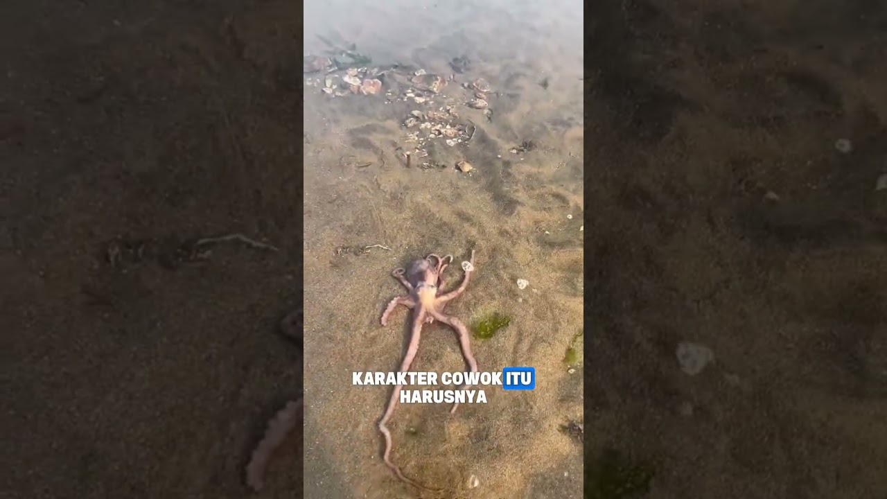 Gurita VS Ikan Buntal, Laki itu segarang Biota Laut! #shorts