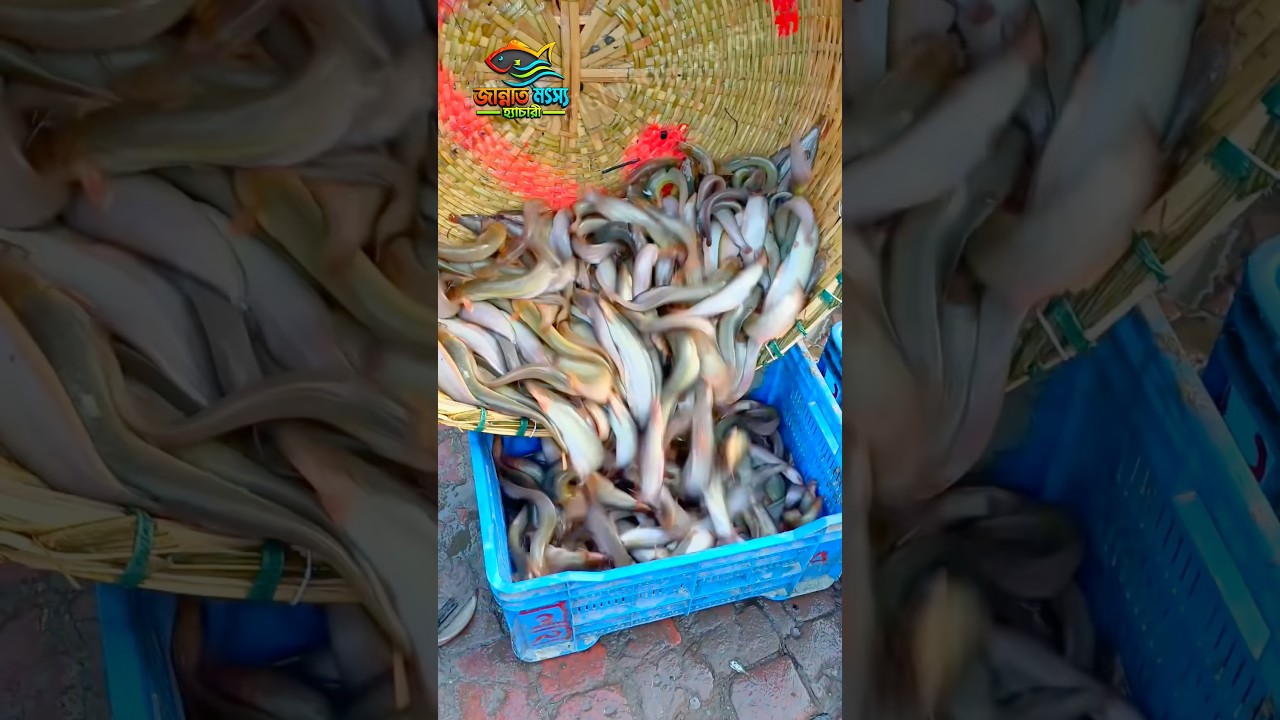 বড় হাইব্রিড শিং মাছ চাষ করুন | শিং মাছের পোনা #fishing #reelsfbシ #fishfarming