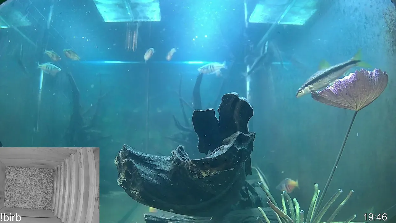 fish go glub