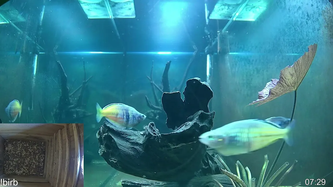 fish go glub