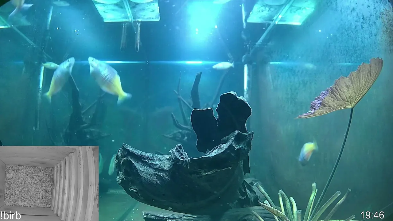 fish go glub
