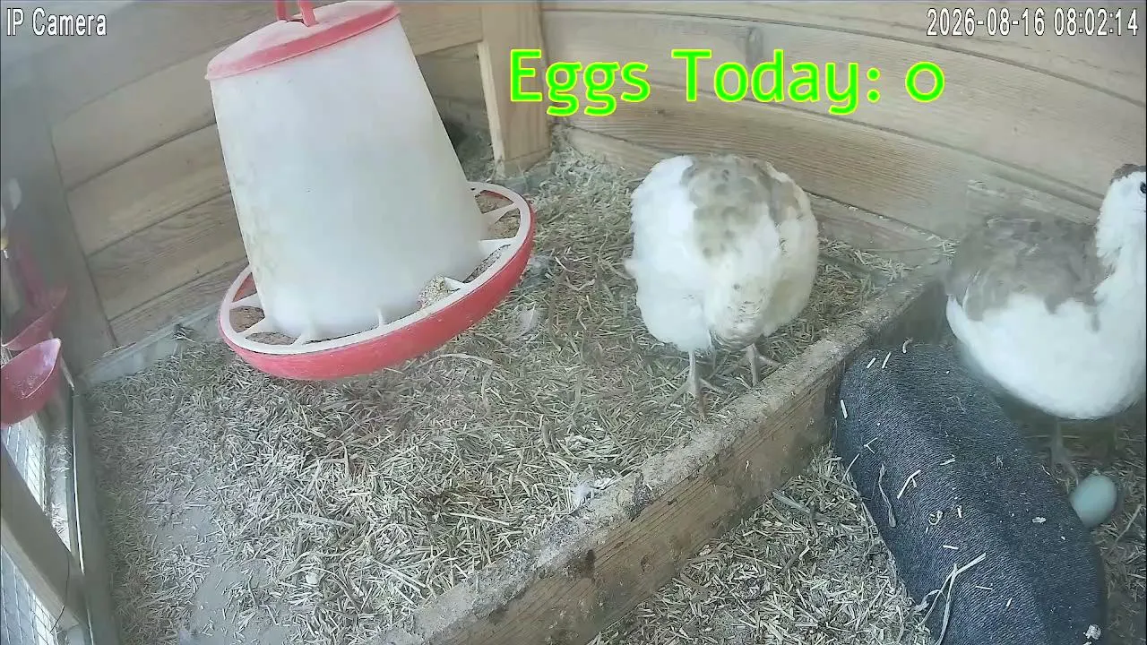 24/7 Animal Cam | Live Farm Stream Quail Relax