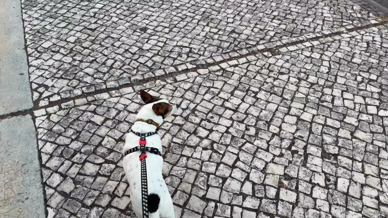 Começando o dia em Viseu 🇵🇹