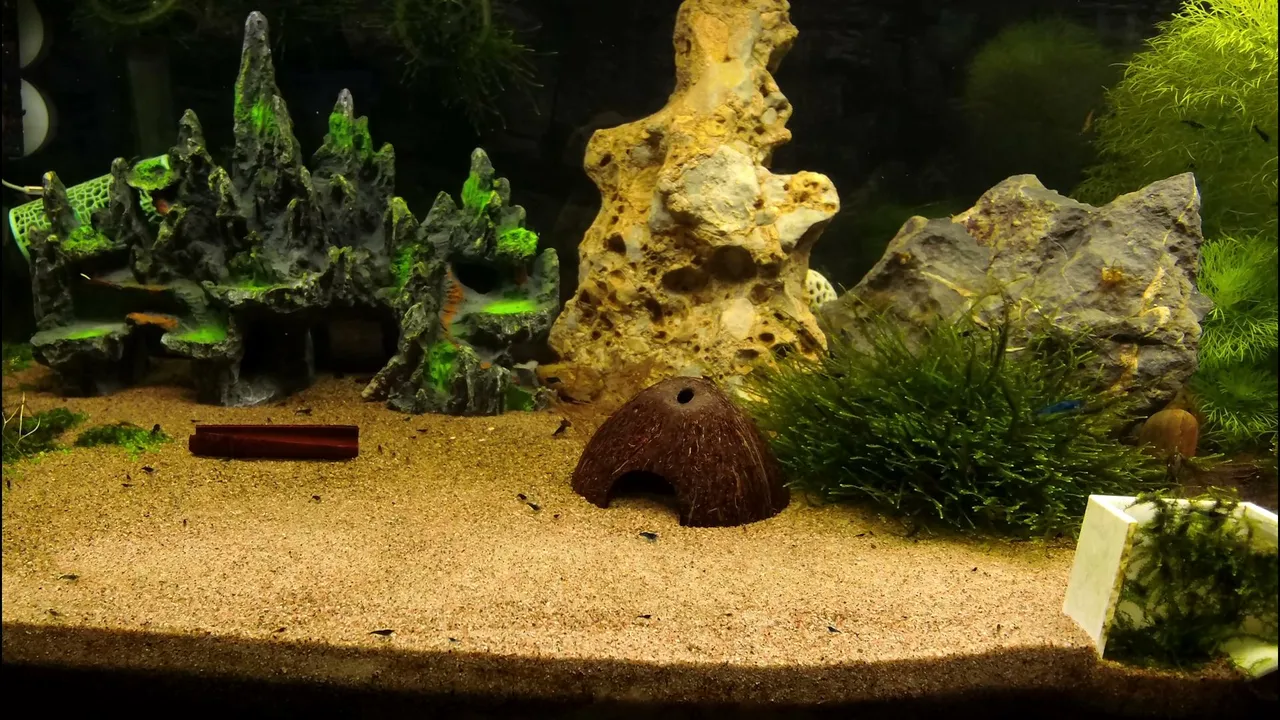 Akvaario elämää!! 🦐24/7 Aquarium Life!  |FIN/ENG  |!Commands | !sub | !food | !tank  | !discord | !spotify