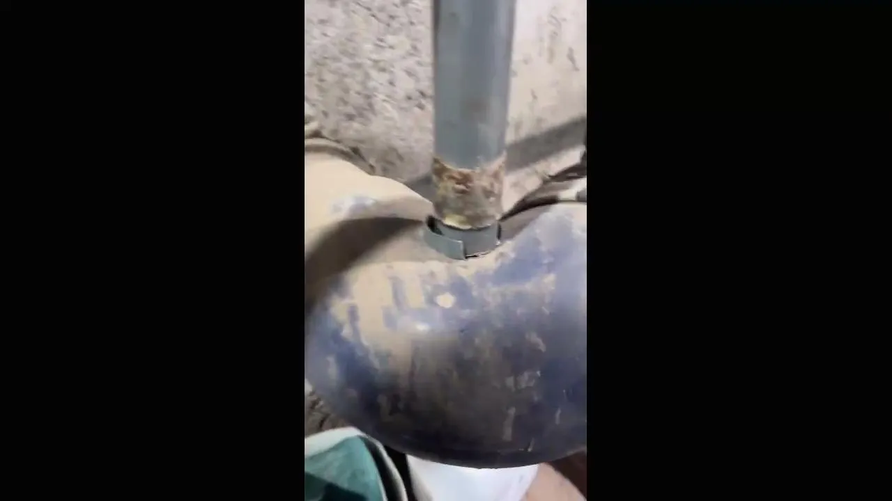 Un dia En la finca. HOY FERTILIZAMOS LOS AJOS