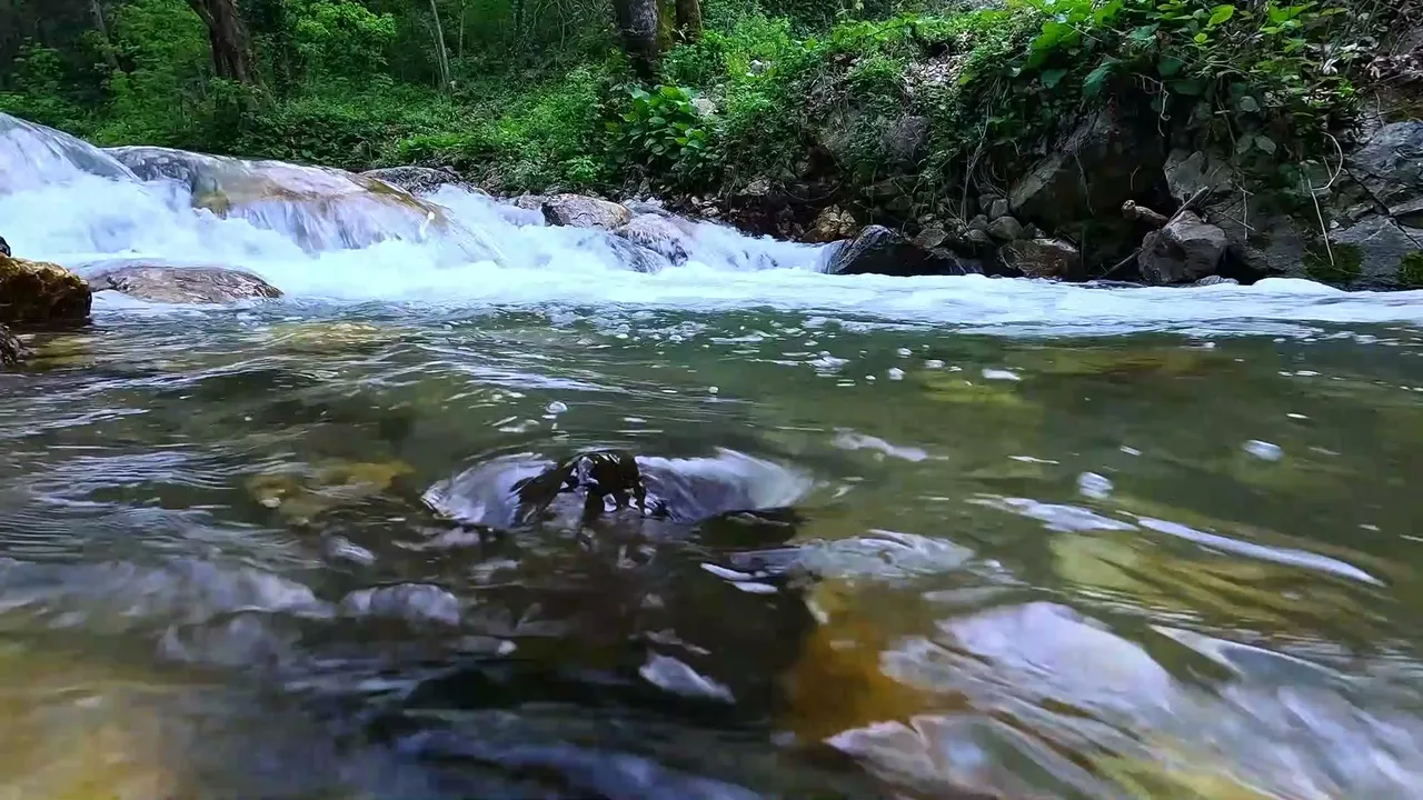 Secret Forest Stream 🌿 Crystal Clear Flowing Water & Gentle Nature Song, ASMR