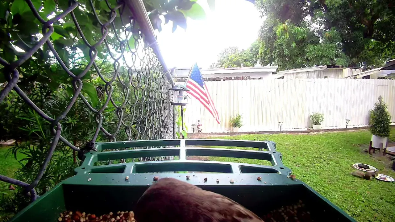 Backyard Bird Feeder LIVE 🐦 Cardinals, Blue Jays & Squirrels | Miami, FL