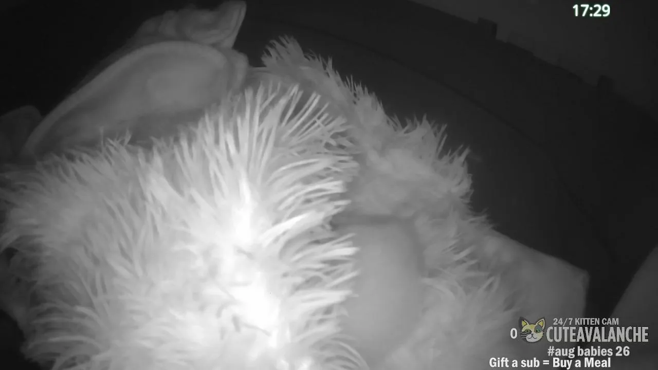 WATCH: 😺 adorable baby kittens: Kitten Rescues 😺  - 24/7 Delightful Web Cat Cam