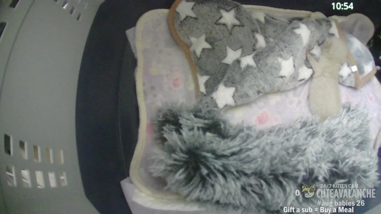 WATCH: 😺 adorable baby kittens: Kitten Rescues 😺  - 24/7 Delightful Web Cat Cam