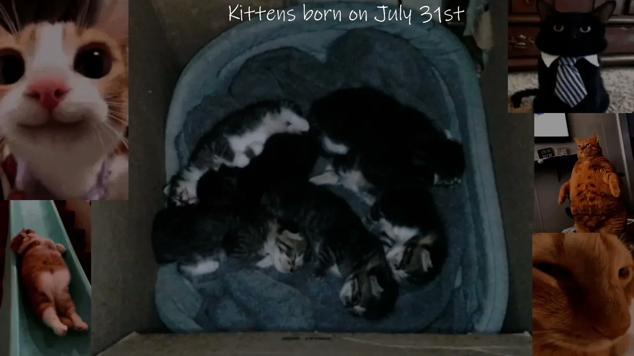 Deep Relaxing Bedtime Music stream with my 6 new Kittens! Relax with cuteness! Support Cats not Bots