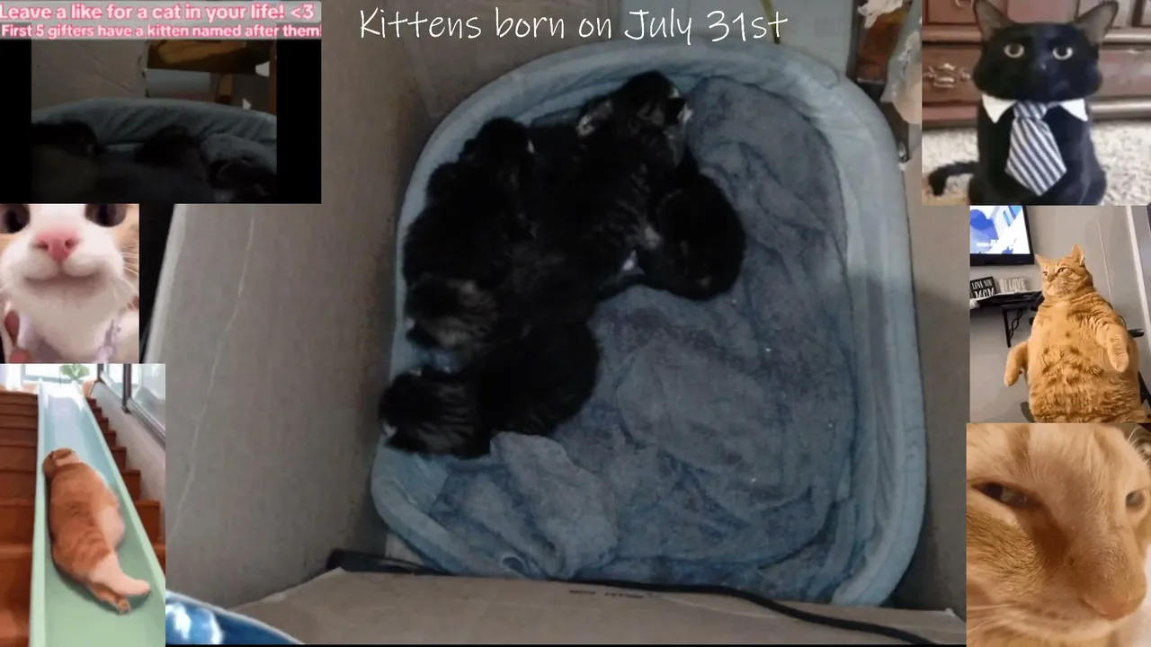 Deep Relaxing Bedtime Music stream with my 6 new Kittens! Relax with cuteness! Support Cats not Bots