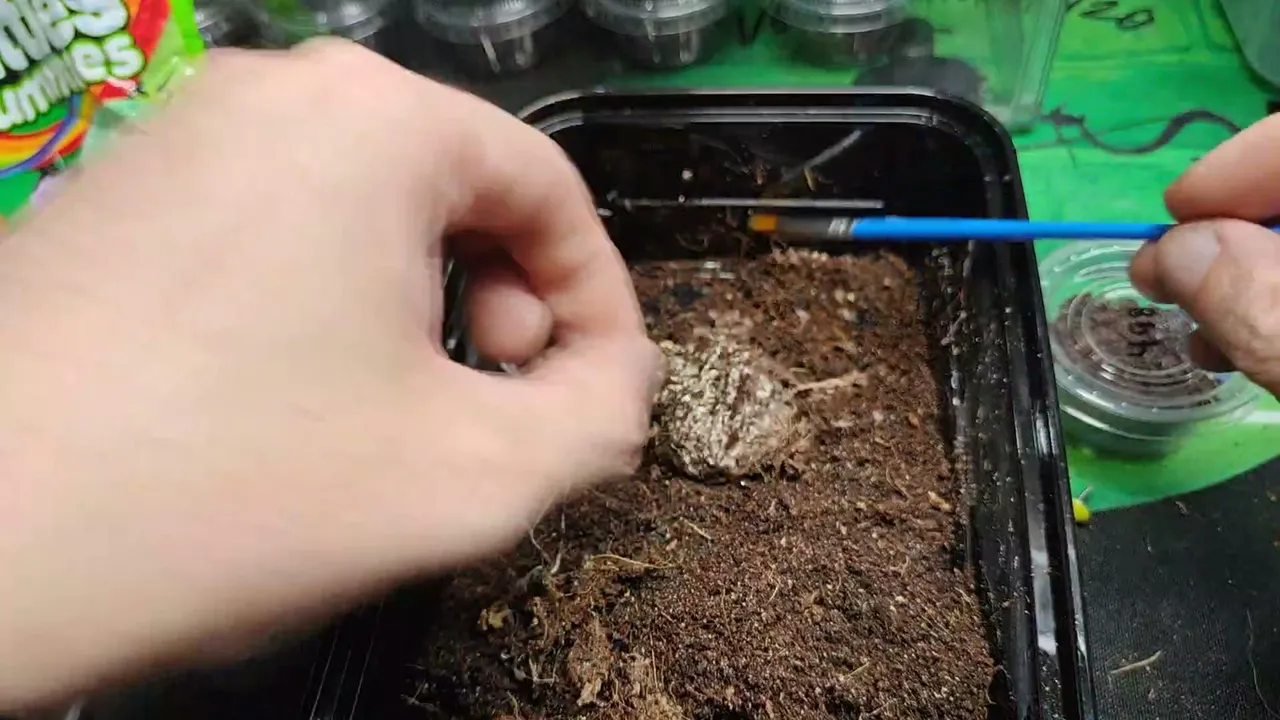 Caring for Venomous snakes