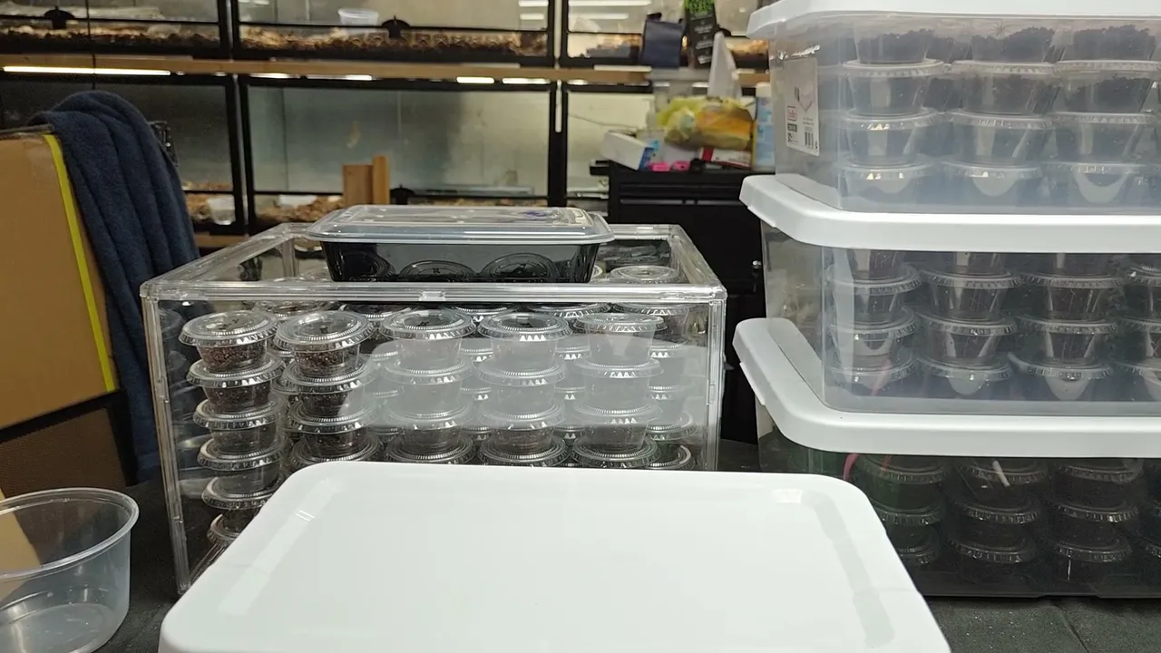 Caring for Venomous snakes