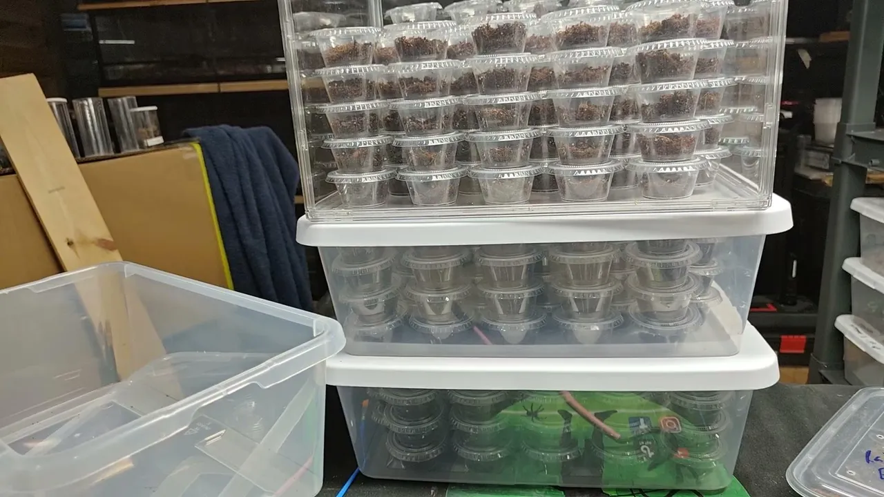 Caring for Venomous snakes