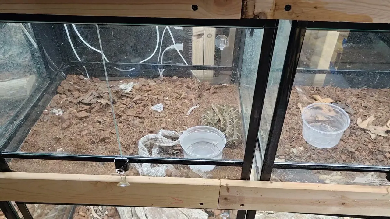 Caring for Venomous snakes